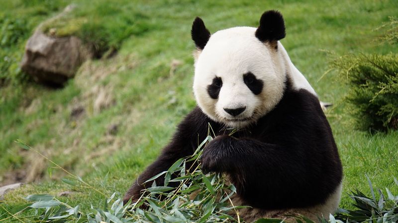 panda, funny, animal, bamboo, 4k