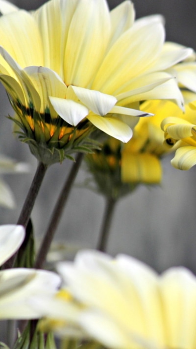 Earth Flower, 750x1334