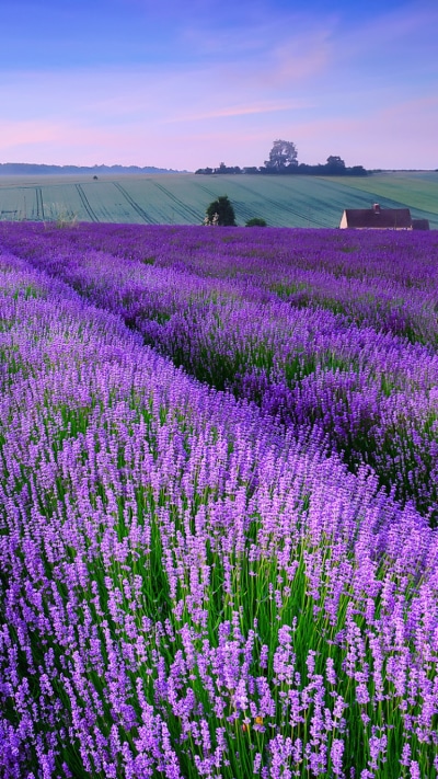 Earth Lavender, Field, 750x1334