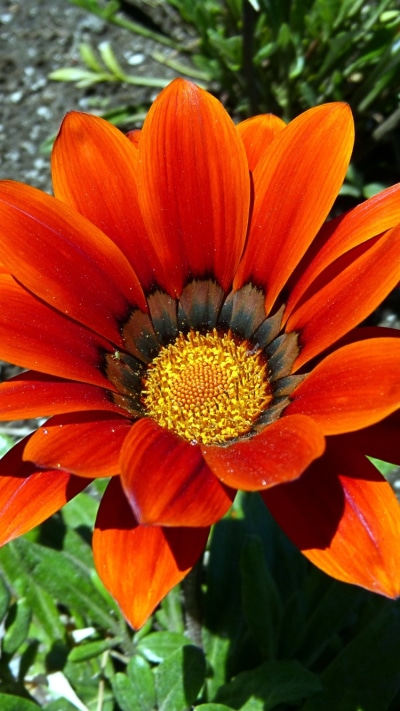 Earth Flower, 750x1334