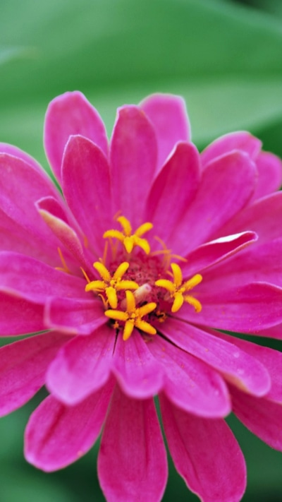 Earth Flower, Nature, Spring, 750x1334