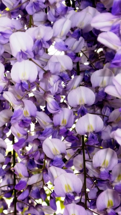 Earth Flower, Vine, Purple Flower, 750x1334
