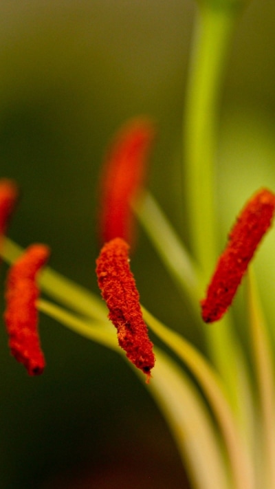 Earth Flower, 750x1334