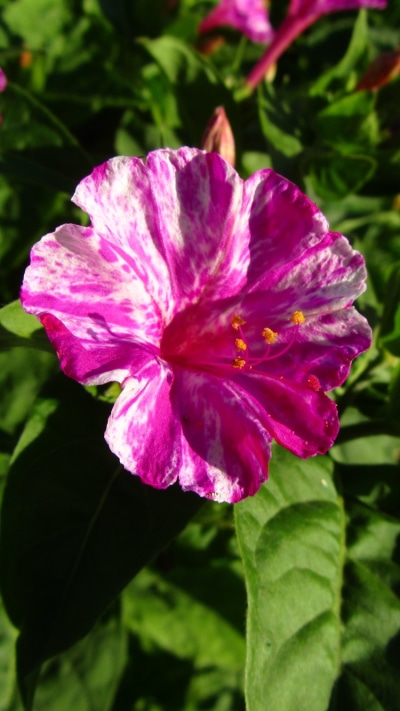Earth Flower, 750x1334