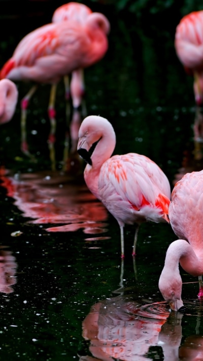 Animal Flamingo, 750x1334