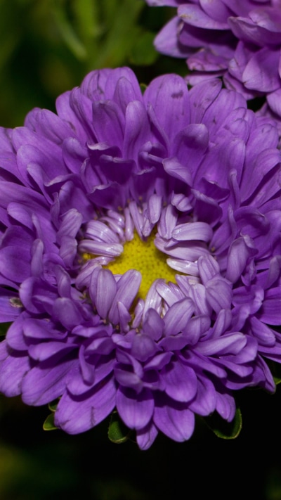 Earth Flower, 750x1334