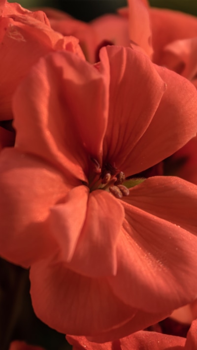 Earth Flower, 750x1334