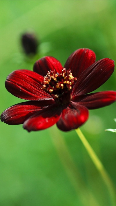 Earth Flower, Nature, Red Flower, Macro, 750x1334