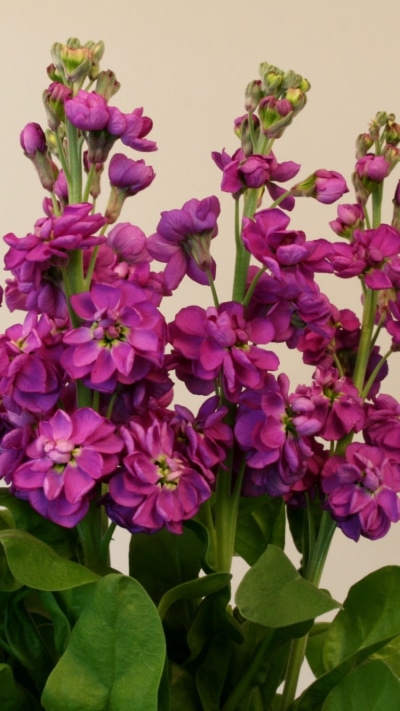 Earth Flower, Purple, Earth, 750x1334