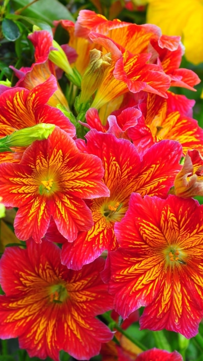 Earth Flower, Colorful, Nature, Purple Flower, Leaf, Colors, 750x1334