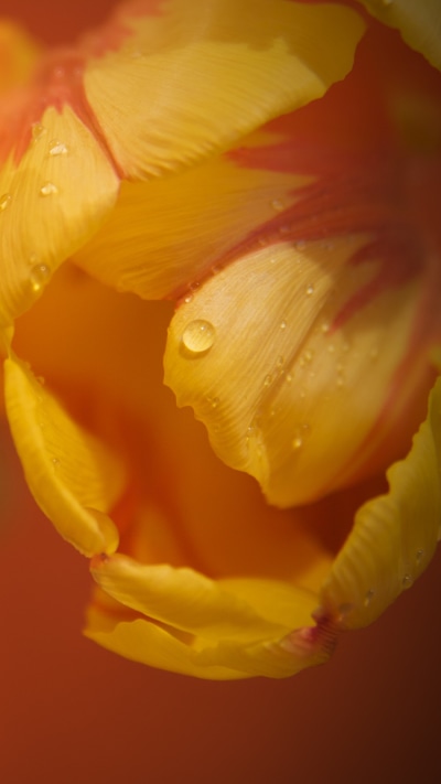 Earth Flower, 750x1334