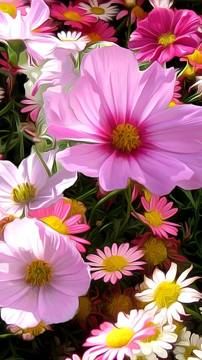 Artistic Flower, Pink Flower, Field, Painting, Close-up, Cosmos, 750x1334