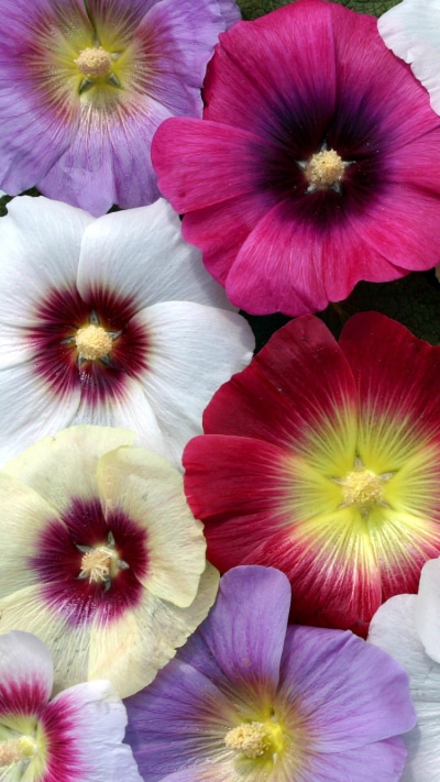 Earth Flower, Colorful, Malva, Colors, Pink Flower, White Flower, 750x1334