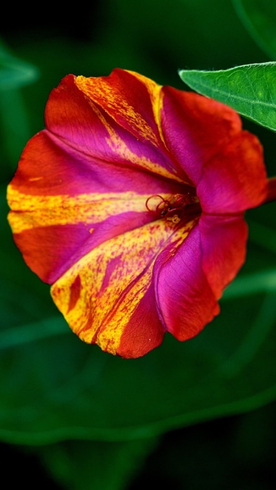 Earth Flower, Close-up, Green, Earth, Leaf, 750x1334
