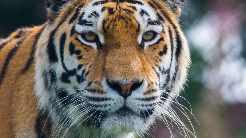 tiger, predator, big cat, animal, 4k