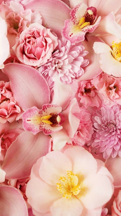 Earth Flower, Pink Flower, Orchid, Nature, Peony, 750x1334