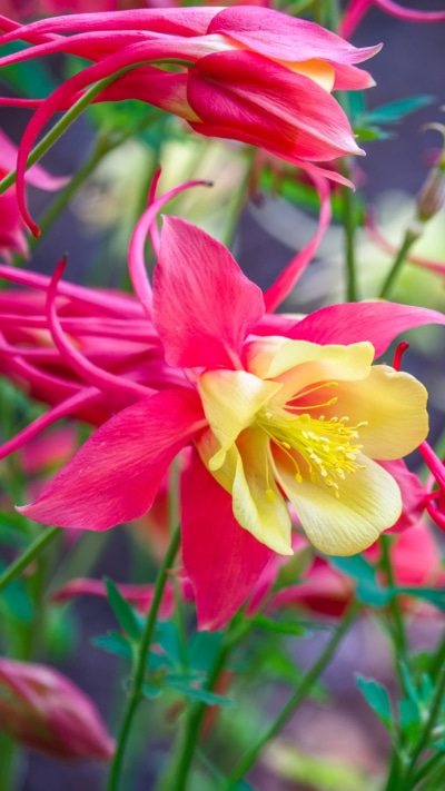 Earth Flower, Bokeh, Nature, Pink Flower, 750x1334