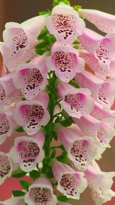 Earth Flower, Digitalis, Nature, Pink Flower, 750x1334