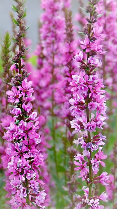 Earth Flower, Nature, Close-up, Pink Flower, 750x1334