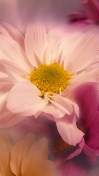 Artistic Flower, Nature, Pink Flower, 750x1334