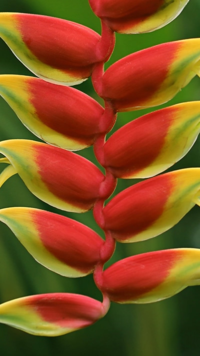 Earth Flower, Heliconia, Earth, 750x1334