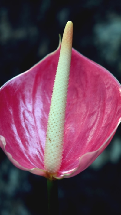 Earth Flower, Nature, Pink Flower, 750x1334