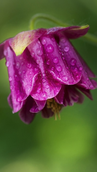 Earth Flower, Nature, Water Drop, Purple Flower, 750x1334