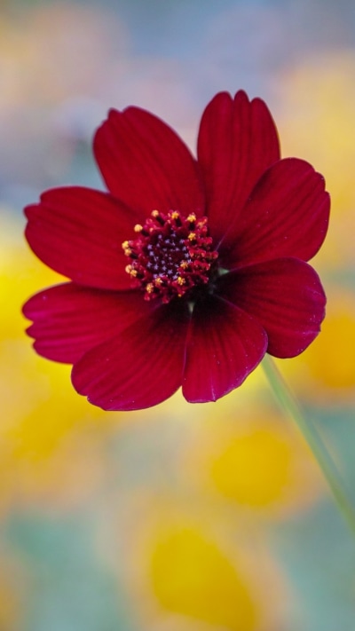 Earth Flower, Nature, Red Flower, Close-up, Blur, 750x1334