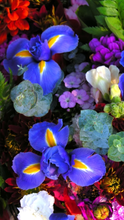 Earth Flower, Nature, Pink Flower, Blue Flower, Red Flower, 750x1334