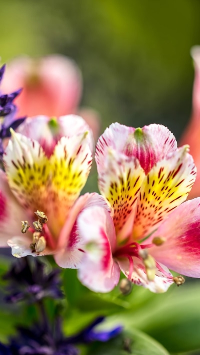 Earth Flower, Pink Flower, Blur, Nature, Purple Flower, 750x1334