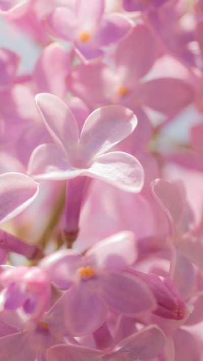 Earth Flower, Pink Flower, Macro, 750x1334