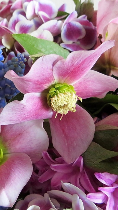 Earth Flower, Earth, Pastel, Colors, Colorful, Pink Flower, 750x1334
