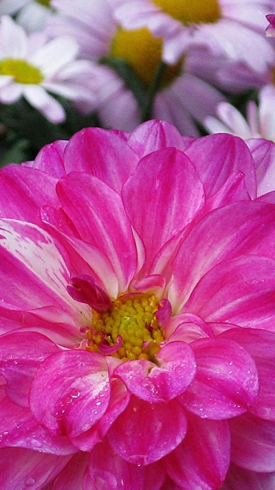 Earth Flower, Pink Flower, Earth, 750x1334