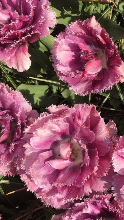 Earth Flower, Pink Flower, Nature, 750x1334