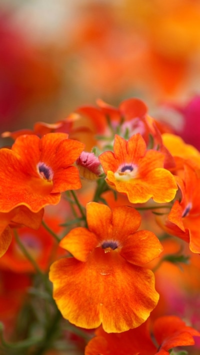 Earth Flower, Orange Flower, Blur, Earth, 750x1334