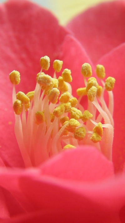 Earth Flower, 750x1334