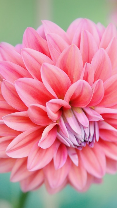 Earth Flower, 750x1334