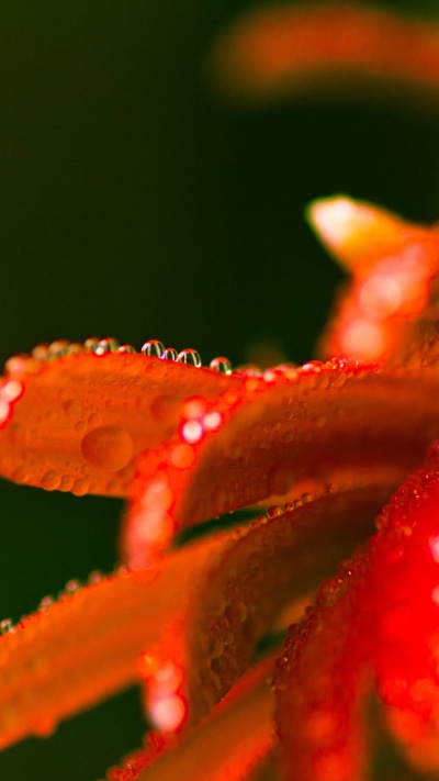 Earth Flower, 750x1334