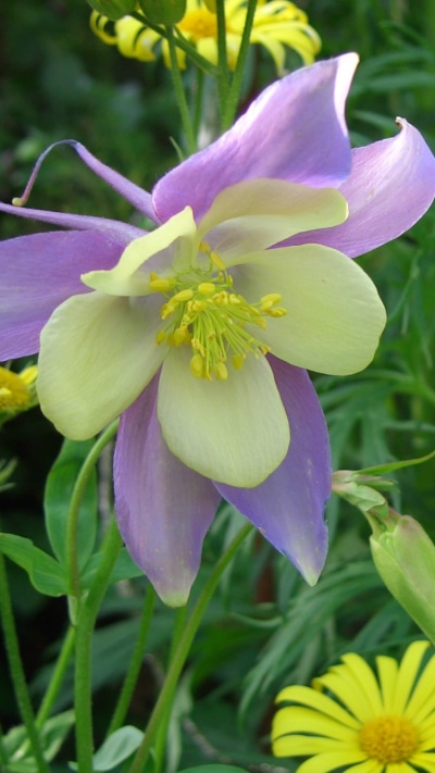 Earth Flower, 750x1334