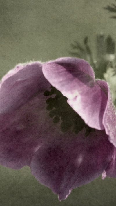 Earth Flower, 750x1334