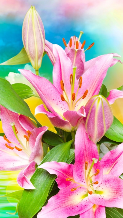 Artistic Flower, Lily, Colors, Cloud, Pink Flower, Colorful, 750x1334