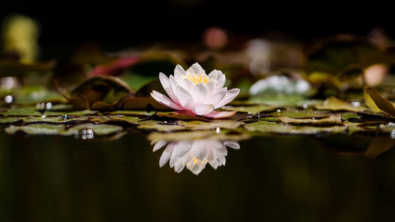 lotus, flower, plant, reflection, 4k