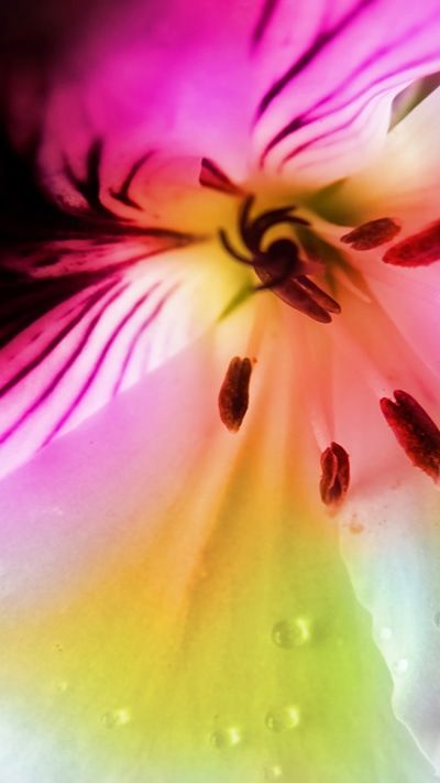 Earth Flower, Pastel, 750x1334