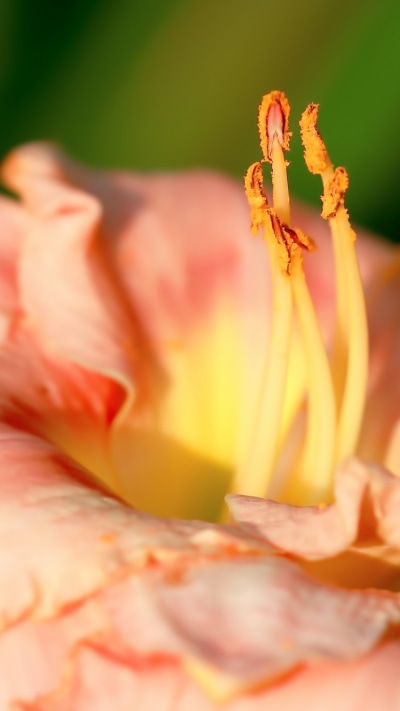 Earth Flower, 750x1334