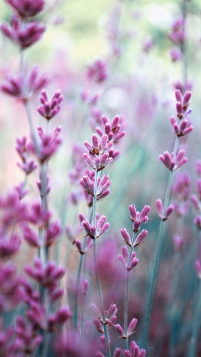 Earth Flower, 750x1334