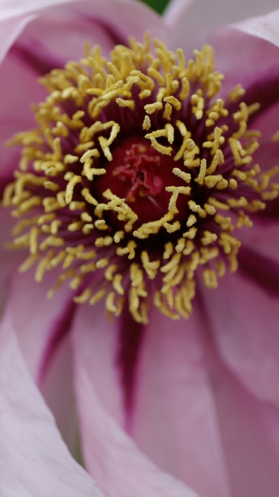 Earth Flower, 750x1334