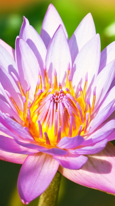Earth Flower, 750x1334