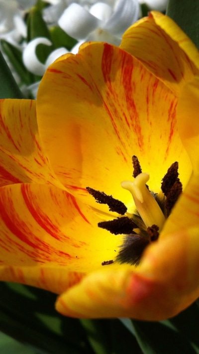 Earth Flower, Tulip, 750x1334