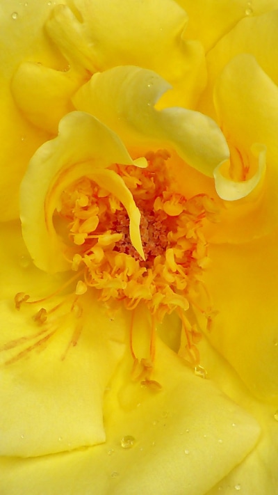 Earth Flower, Rose, 750x1334