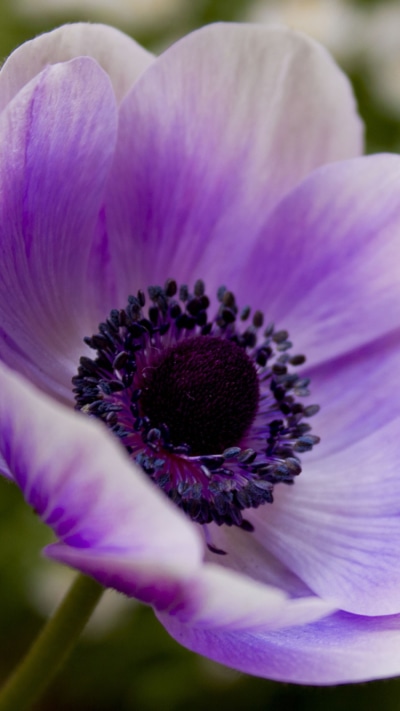 Earth Flower, 750x1334